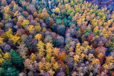 Meer dan 70.000 soorten bomen + de 10 mooiste foto’s van bossen
