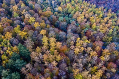 Meer dan 70.000 soorten bomen + de 10 mooiste foto’s van bossen