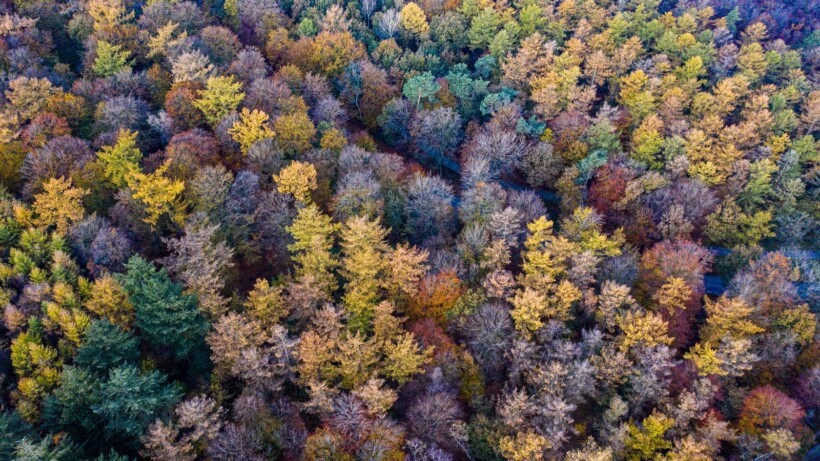 Meer dan 70.000 soorten bomen + de 10 mooiste foto’s van bossen