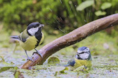 Mini-herkenningsgids: mezen van Nederland