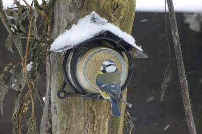 Vogelpindakaas: wie is er niet groot mee geworden?