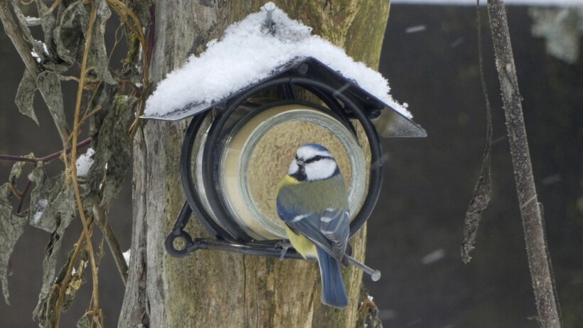 Vogelpindakaas: wie is er niet groot mee geworden?