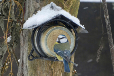 Vogelpindakaas: wie is er niet groot mee geworden?