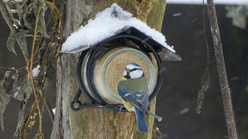 Vogelpindakaas: wie is er niet groot mee geworden?
