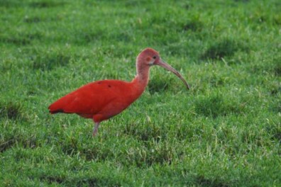 Nederland hotspot voor exotische vogels