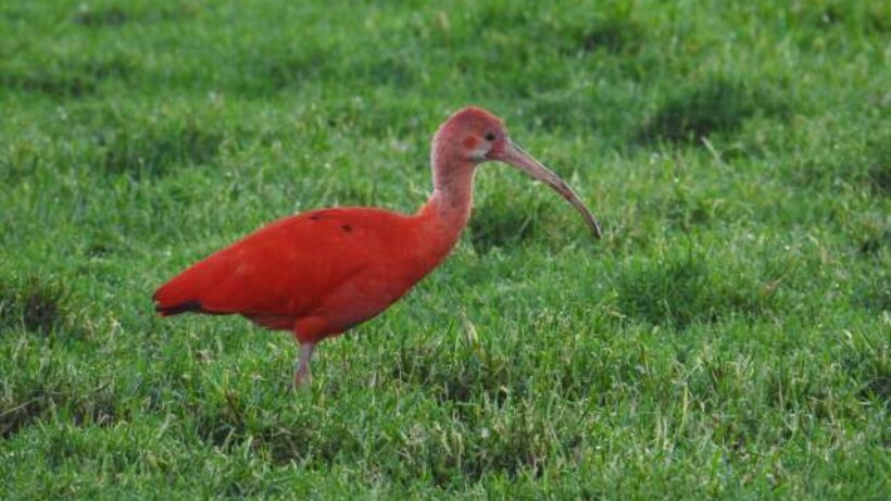 Nederland hotspot voor exotische vogels