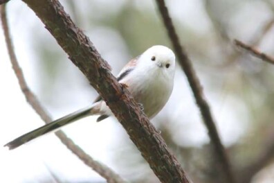 Parmantige witkopstaartmees