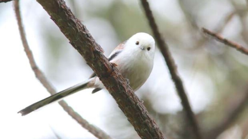 Parmantige witkopstaartmees