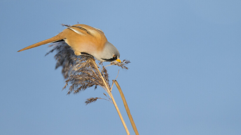 Baardmannetjes fotograferen, zo pak je dat aan