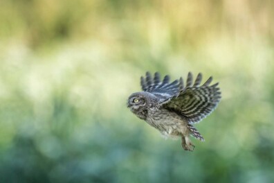 De 10 mooiste foto’s van uilen