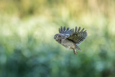 De 10 mooiste foto’s van uilen