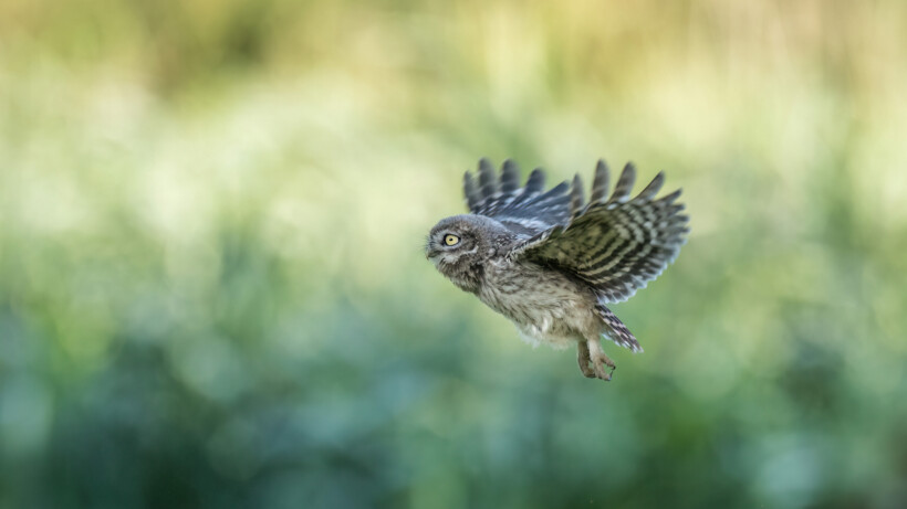 De 10 mooiste foto’s van uilen