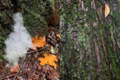 Wat een vraag: hoe ontstaat boomschuim?