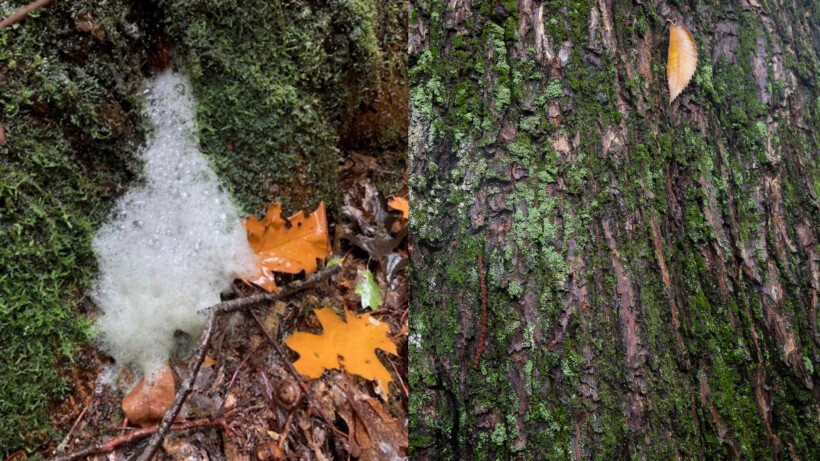 Wat een vraag: hoe ontstaat boomschuim?