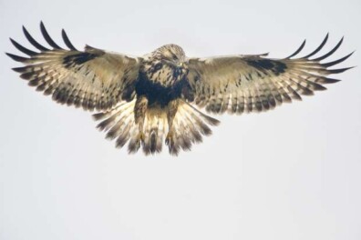 Biddende ruigpootbuizerd