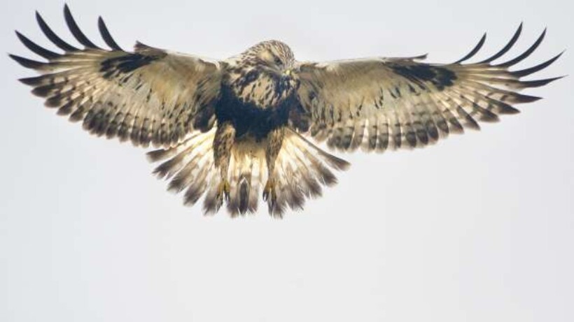 Biddende ruigpootbuizerd