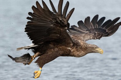 De 10 beste vogelspot-gebieden van Nederland!