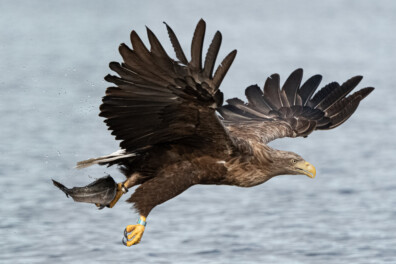 De 10 beste vogelspot-gebieden van Nederland!