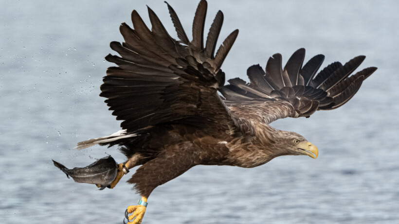 De 10 beste vogelspot-gebieden van Nederland!