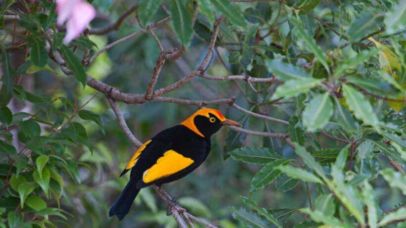 Hoe de prieelvogel een vrouwtje versiert