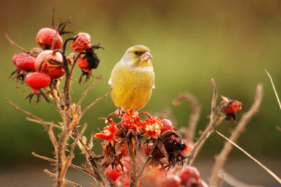 Zorgen om de groenling