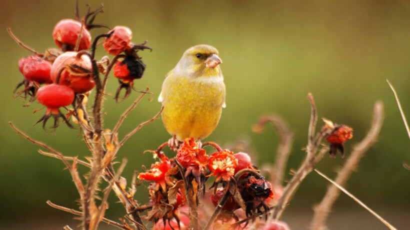 Zorgen om de groenling