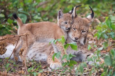 Kat met karakter: de lynx keert terug naar de lage landen