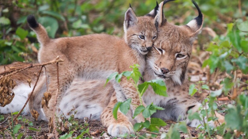 Kat met karakter: de lynx keert terug naar de lage landen