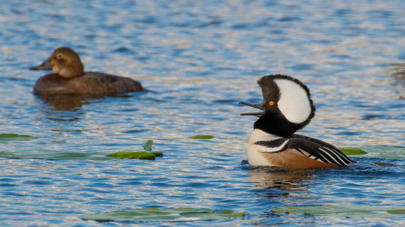 De kokardezaagbek: prachtige en zeldzame dwaalgast