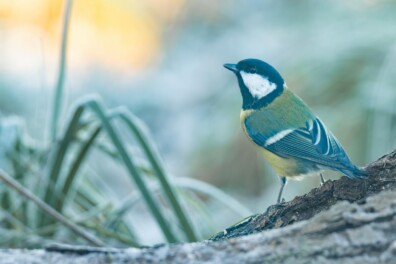 Vogels verleiden in alle luxe: zo maak je een eigen fotohut
