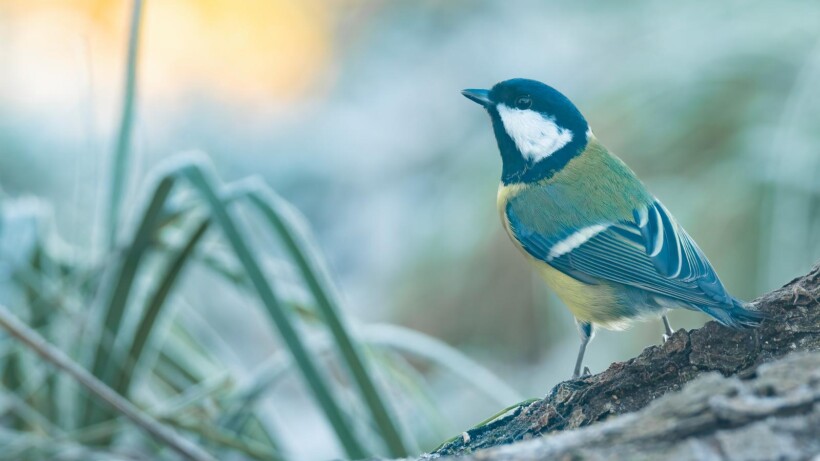 Vogels verleiden in alle luxe: zo maak je een eigen fotohut