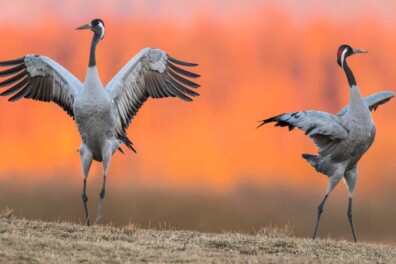 Kraanvogels: de broedparen in Nederland