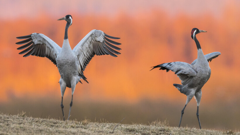 Paringsdans van kraanvogels op het Dwingelerveld (video)