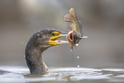 Wat een vraag: slikt een aalscholver zijn prooi levend door?