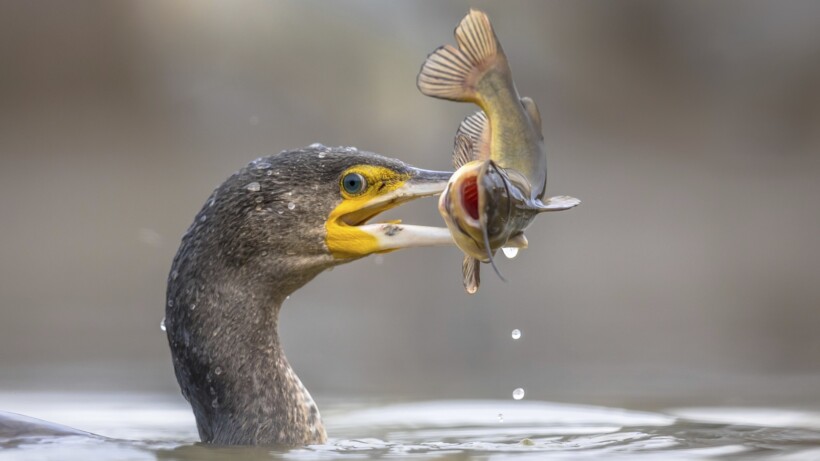 Wat een vraag: slikt een aalscholver zijn prooi levend door?