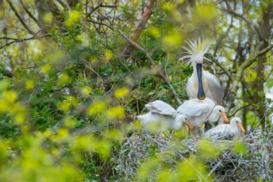 Eerste lepelaars geland