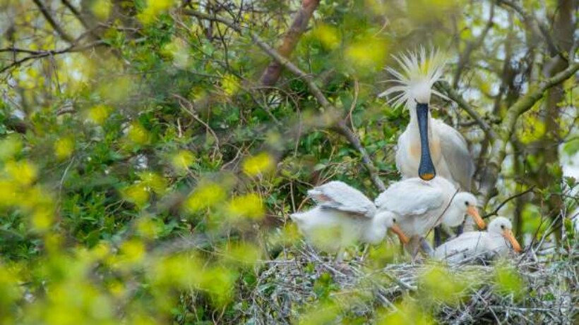 Eerste lepelaars geland