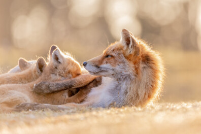 Nu te fotograferen: jonge vosjes!