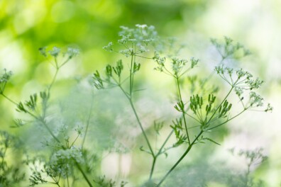 Fluitenkruid staat in bloei: Hollands kant langs de bermen