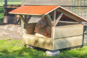 Stofbad voor kip in de vorm van een kapschuurtje