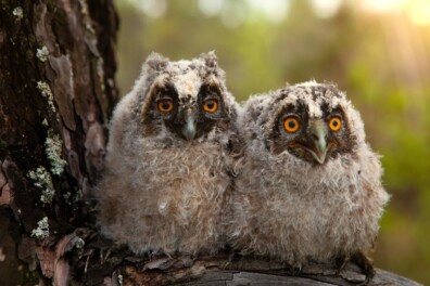 Roepende jonge ransuilen (video)