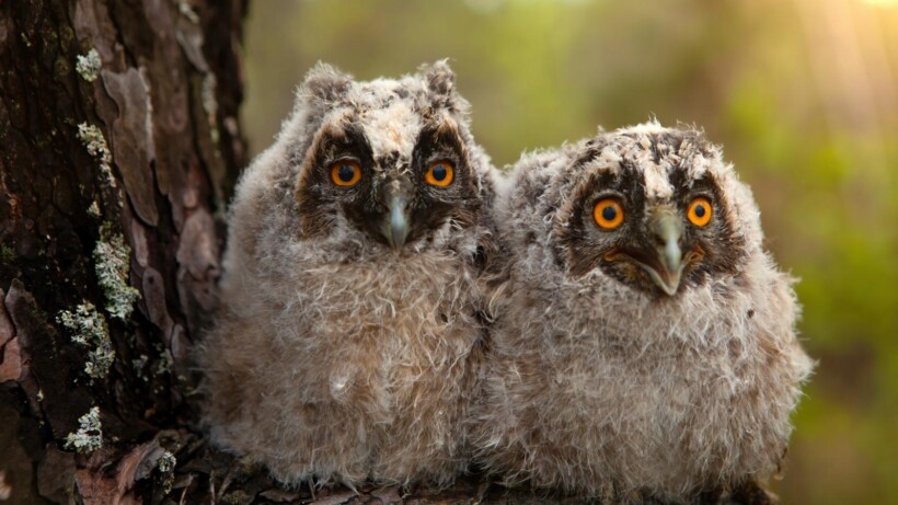 Roepende jonge ransuilen (video)