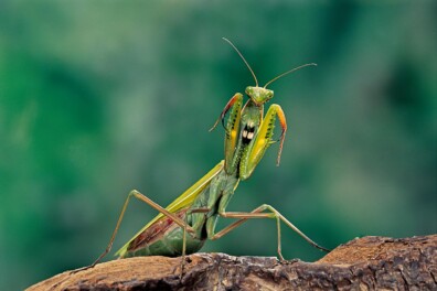 Bidsprinkhaan vangt kolibrie (video)