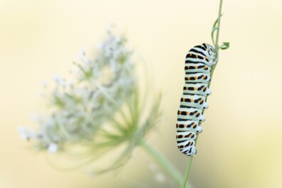 Wat een vraag: komt uit deze rups een koninginnenpage?