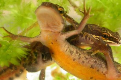 Wat een vraag: salamander of hagedis?