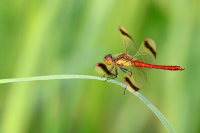 De libel in 7 wonderlijke weetjes