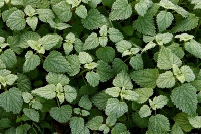 Waarom doet het pijn als je een brandnetel aanraakt?