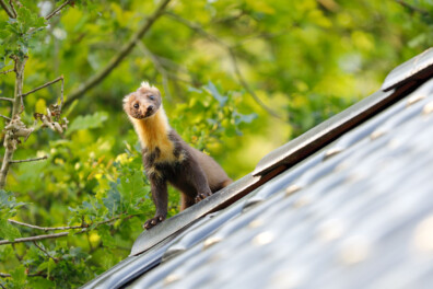 Boommarters spoken op zolder