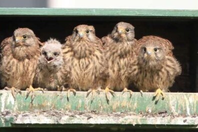 Veel jonge torenvalken