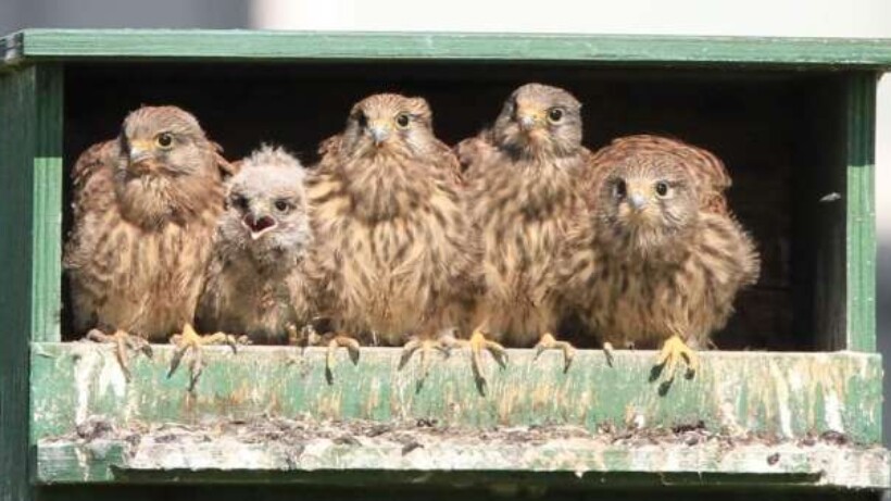 Veel jonge torenvalken